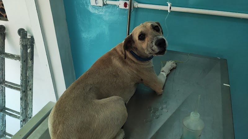 Clinica Veterinária 24 horas - Kilocão - Clínica Veterinária em Bonsucesso, Guarulhos/SP - Foto 3