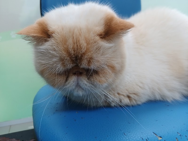 Clinica Veterinária 24 horas - Kilocão - Clínica Veterinária em Bonsucesso, Guarulhos/SP - Foto 4