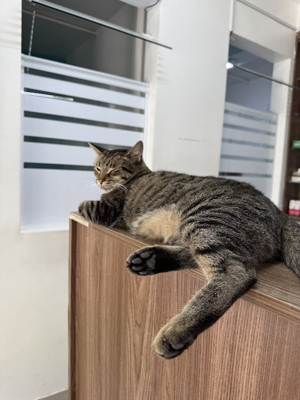 Clinica Veterinária 24 horas - Kilocão - Clínica Veterinária em Bonsucesso, Guarulhos/SP - Foto 5