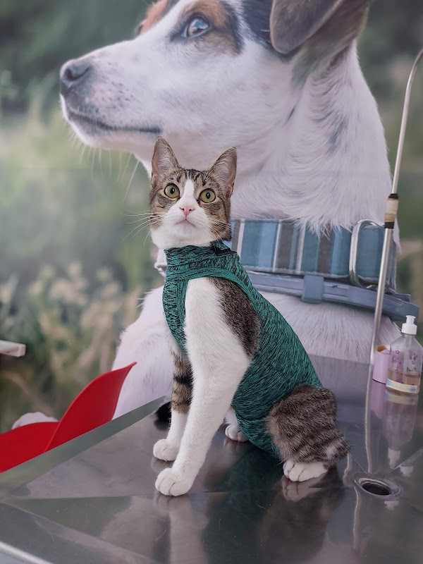 Centro Veterinário Xodó & Bichos - Clínica Veterinária em Centro, Guarulhos/SP - Foto 4