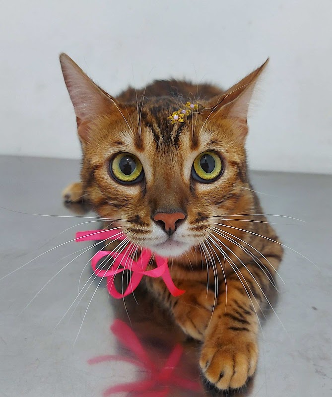 Centro Veterinário Xodó & Bichos - Clínica Veterinária em Centro, Guarulhos/SP - Foto 5