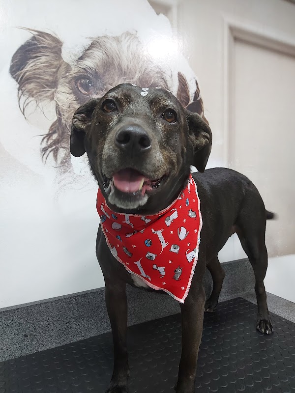 Foto 6 de Centro Veterinário Xodó & Bichos