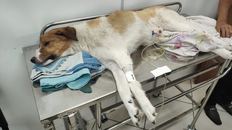 Hospital Popular veterinário Wilson Grassi - Clínica Veterinária em Centro, Guarulhos/SP - Foto 5