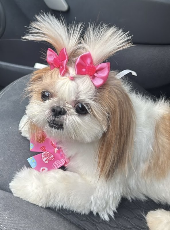 Hospital Veterinário Yayá