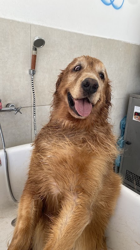 Hospital Veterinário Yayá - Clínica Veterinária em Centro, Guarulhos/SP - Foto 2