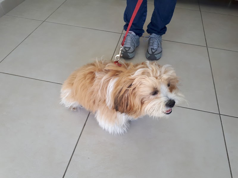 Foto 6 de Hospital Veterinário Yayá