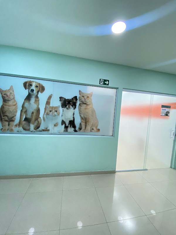 Dr. Vet Consulta - Clínica Veterinária em Cocaia, Guarulhos/SP - Foto 5