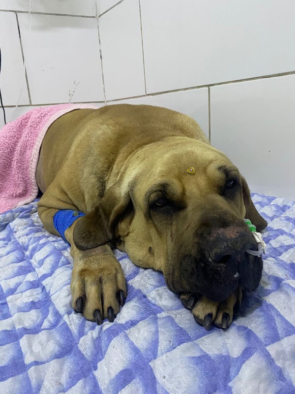 Foto 6 de Ponto Vet Hospital Veterinário 24H