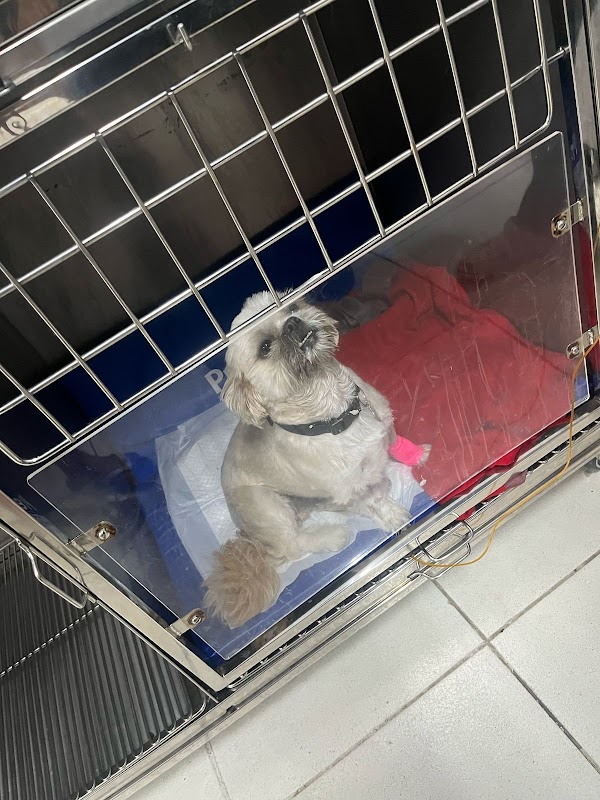 DOK - Hospital Veterinário de Guarulhos - Clínica Veterinária em Fátima, Guarulhos/SP - Foto 5