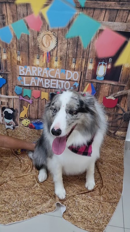 Clinica Quintal Animal - Clínica Veterinária em Gopoúva, Guarulhos/SP - Foto 2