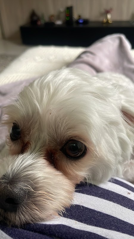 Clinica Quintal Animal - Clínica Veterinária em Gopoúva, Guarulhos/SP - Foto 5