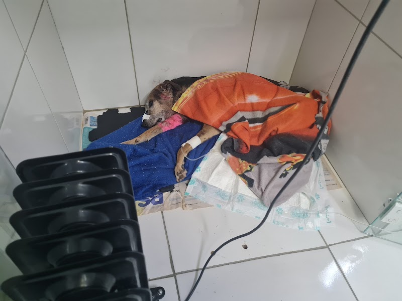 Foto 6 de Vetnasa Guarulhos