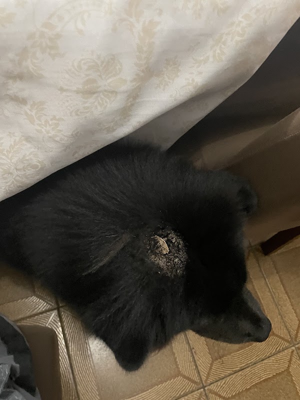 Pets House Veterinario