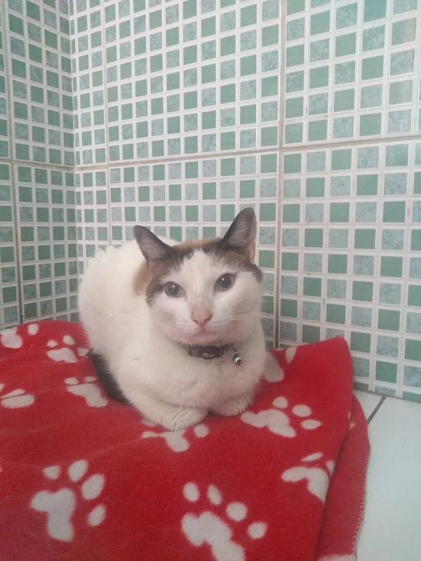 Pets House Veterinario - Clínica Veterinária em Paraventi, Guarulhos/SP - Foto 2