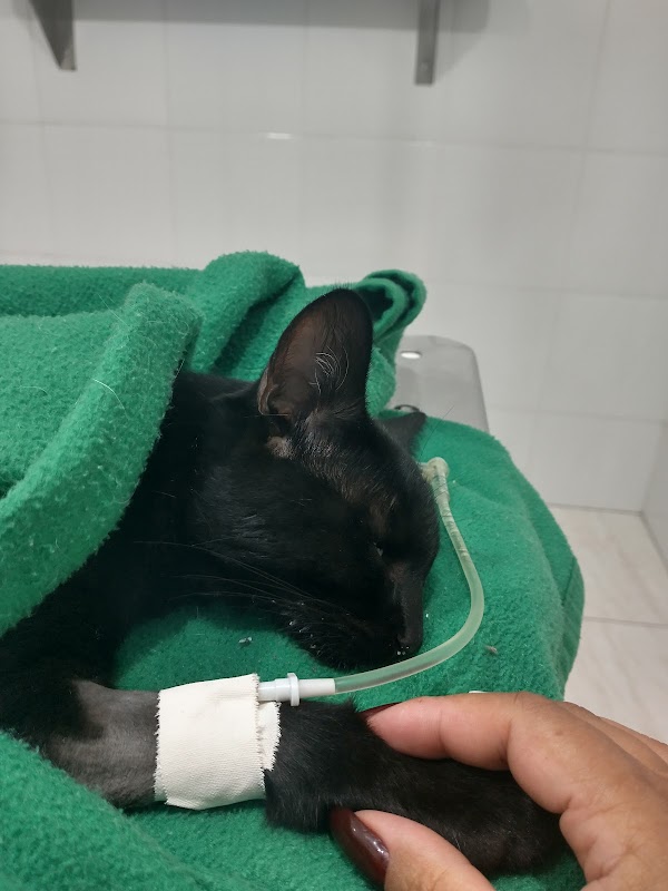 VetPinhal Clínica Veterinária Popular Guarulhos - Clínica Veterinária em Picanço, Guarulhos/SP - Foto 2