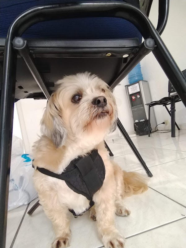 VetPinhal Clínica Veterinária Popular Guarulhos - Clínica Veterinária em Picanço, Guarulhos/SP - Foto 4