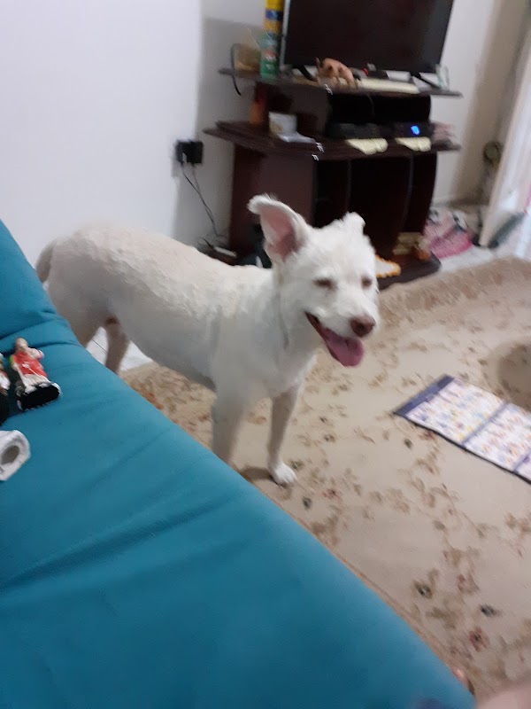 VetPinhal Clínica Veterinária Popular Guarulhos - Clínica Veterinária em Picanço, Guarulhos/SP - Foto 5