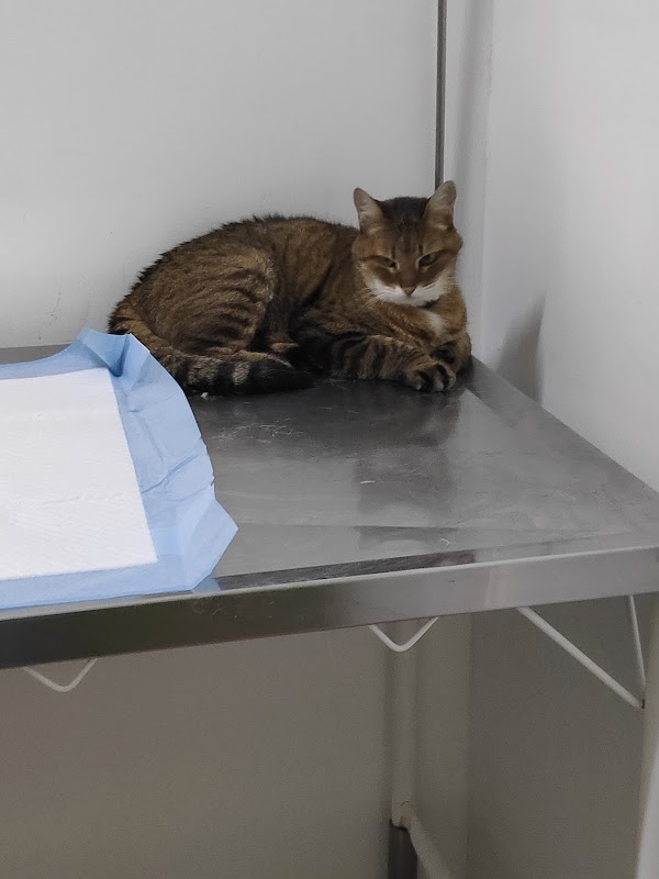 Vivaz Hospital Veterinário 24h - Clínica Veterinária em Picanço, Guarulhos/SP - Foto 5