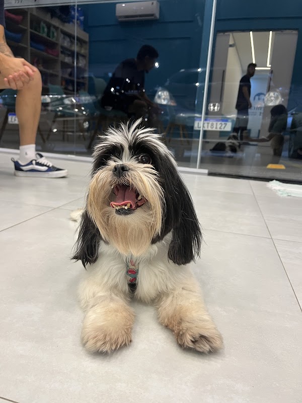 Central Vet Clínica Veterinária - Clínica Veterinária em Taboão, Guarulhos/SP - Foto 2