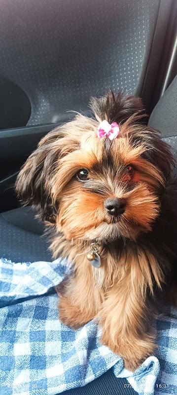 Centro Veterinário PRIME (Clínica Veterinária Guarulhos) - Clínica Veterinária em Vila Augusta, Guarulhos/SP - Foto 5