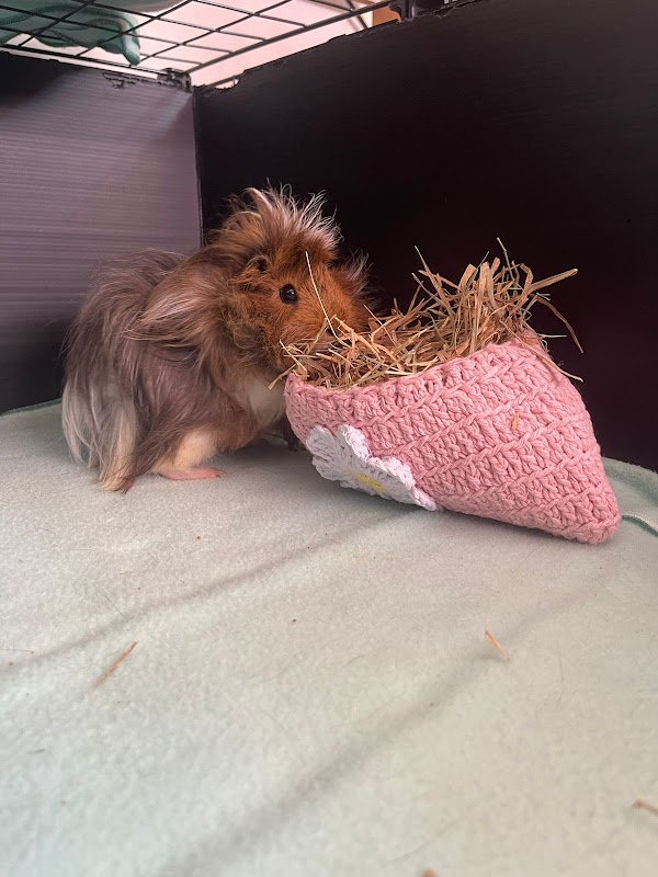 Foto 6 de Ponto Vet Hospital Veterinário 24H - Unidade II