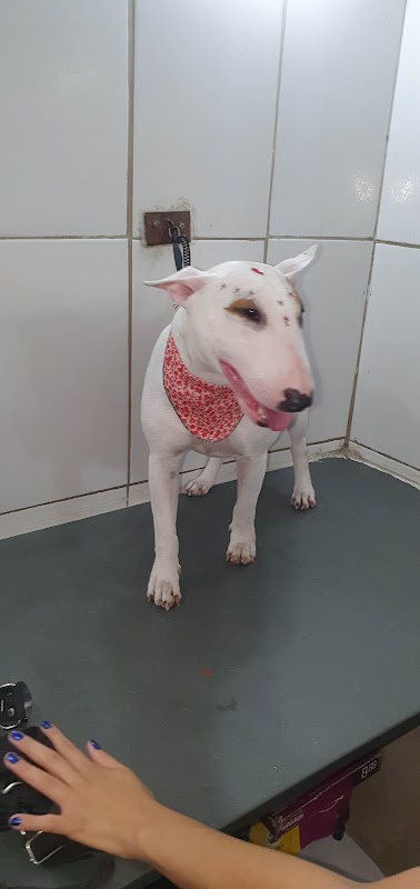 Pet Shop Nosso Bicho - Clínica Veterinária em Vila Rio, Guarulhos/SP - Foto 5