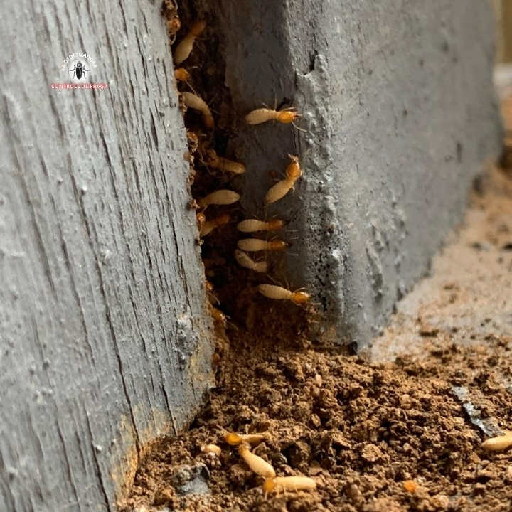 Dedetizadora Guarulhos – Livre de Cupins, Baratas e Ratos - Dedetizadora em São João, Guarulhos/SP - Foto 2