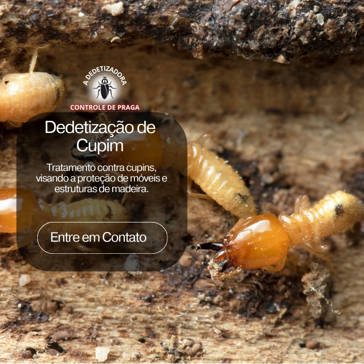 Foto 6 de Dedetizadora Guarulhos – Livre de Cupins, Baratas e Ratos