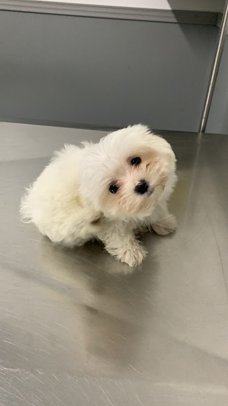 Vet Family • Clínica Veterinária em Guarulhos - Farmácia em Centro, Guarulhos/SP - Foto 3