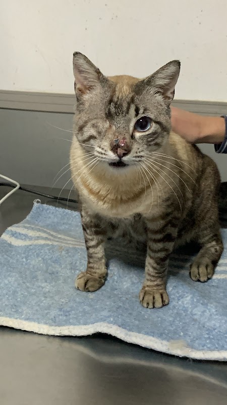 Vet Family • Clínica Veterinária em Guarulhos - Farmácia em Centro, Guarulhos/SP - Foto 4