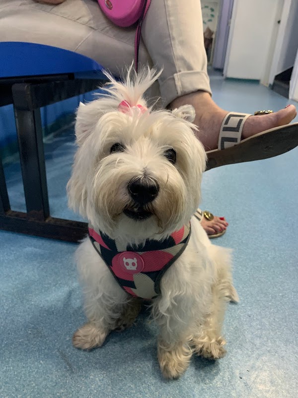 Foto 6 de Vet Family