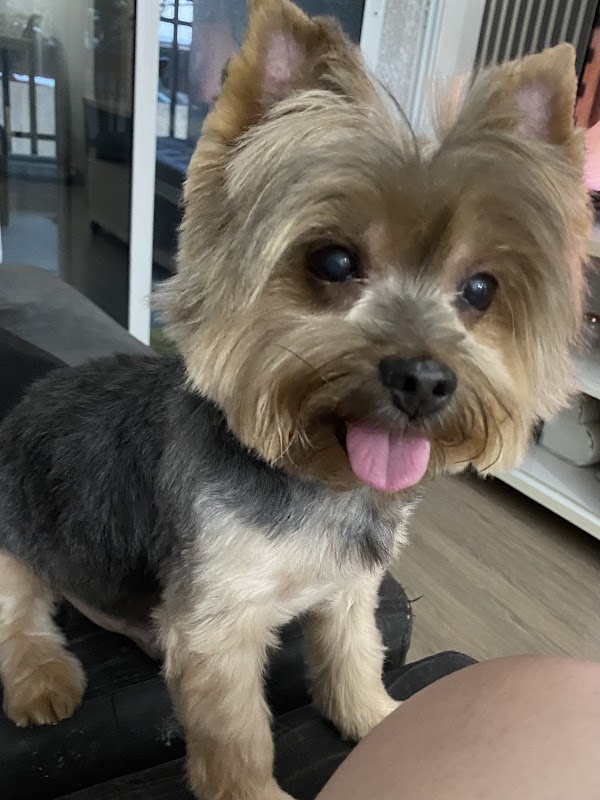 Babylhotes Clínica Veterinária em Guarulhos - Farmácia em Vila Augusta, Guarulhos/SP - Foto 4