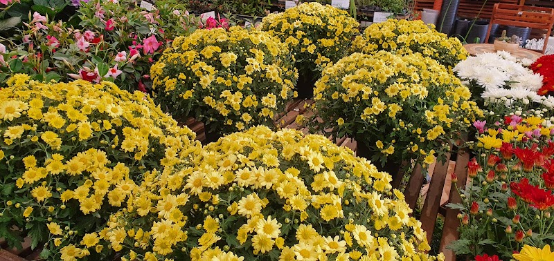 Guaru Garden - Floricultura em Picanço, Guarulhos/SP - Foto 4
