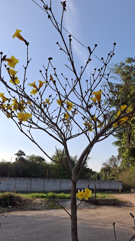 Vida Paisagismo - Jardinagem e Paisagismo em Centro, Guarulhos/SP - Foto 3