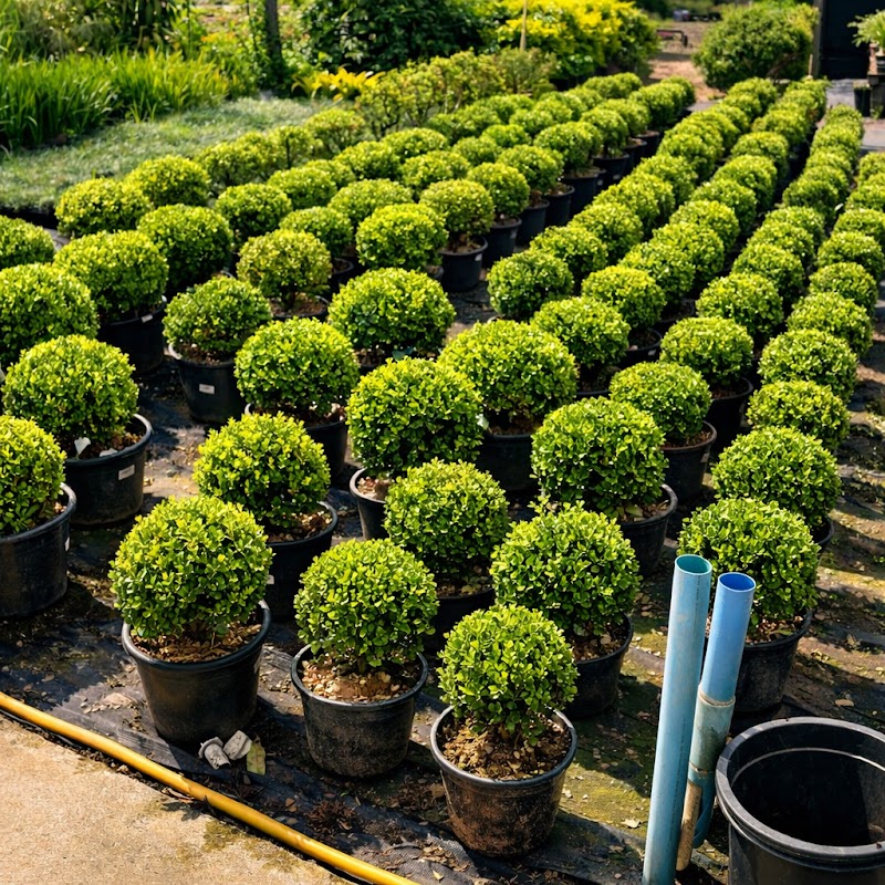 Floresta Viva jardinagem e paisagismo - Jardinagem e Paisagismo em Itaim, Guarulhos/SP - Foto 2