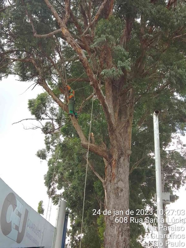 Toth Corte de Grama e Poda de Arvores