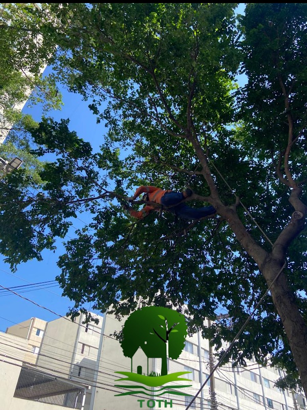 Toth Corte de Grama e Poda de Arvores - Jardinagem e Paisagismo em Picanço, Guarulhos/SP - Foto 3