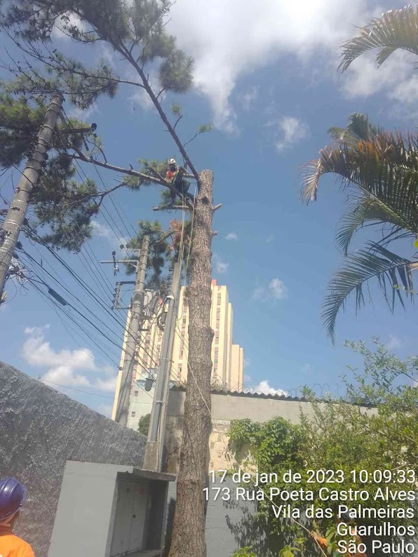 Toth Corte de Grama e Poda de Arvores - Jardinagem e Paisagismo em Picanço, Guarulhos/SP - Foto 4