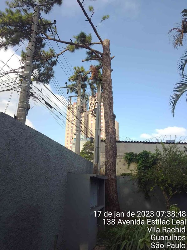 Toth Corte de Grama e Poda de Arvores - Jardinagem e Paisagismo em Picanço, Guarulhos/SP - Foto 5