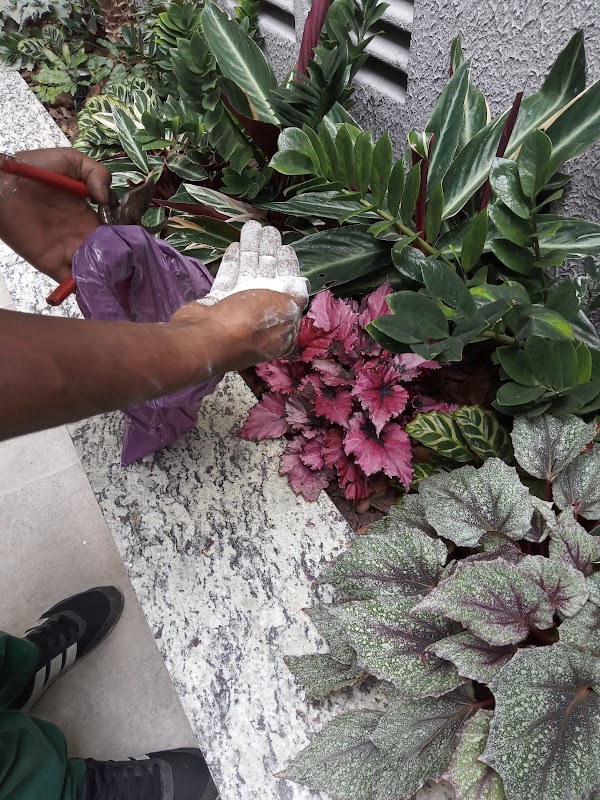 Jardinagem Primavera - Jardinagem e Paisagismo em Vila Augusta, Guarulhos/SP - Foto 4