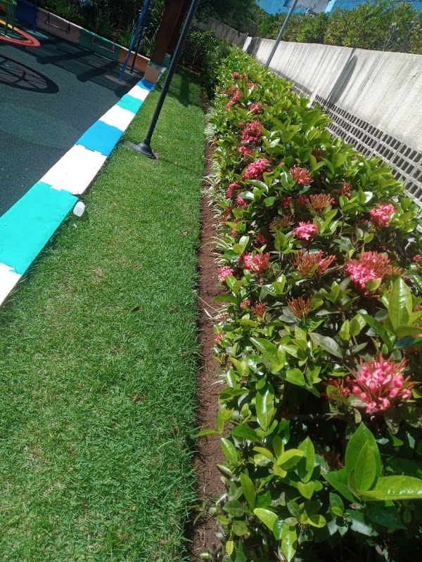 Jardinagem Primavera - Jardinagem e Paisagismo em Vila Augusta, Guarulhos/SP - Foto 5