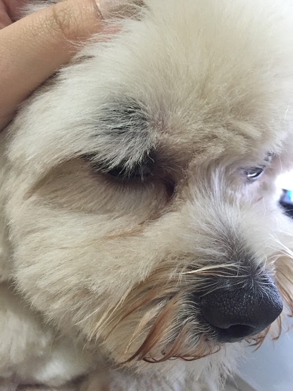 Alvorada Pet Shop - Pet Shop em Centro, Guarulhos/SP - Foto 3