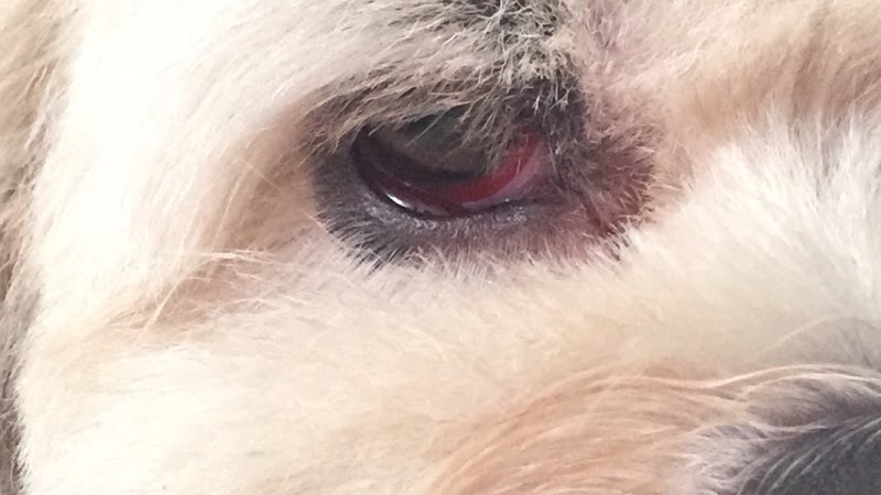 Alvorada Pet Shop - Pet Shop em Centro, Guarulhos/SP - Foto 4