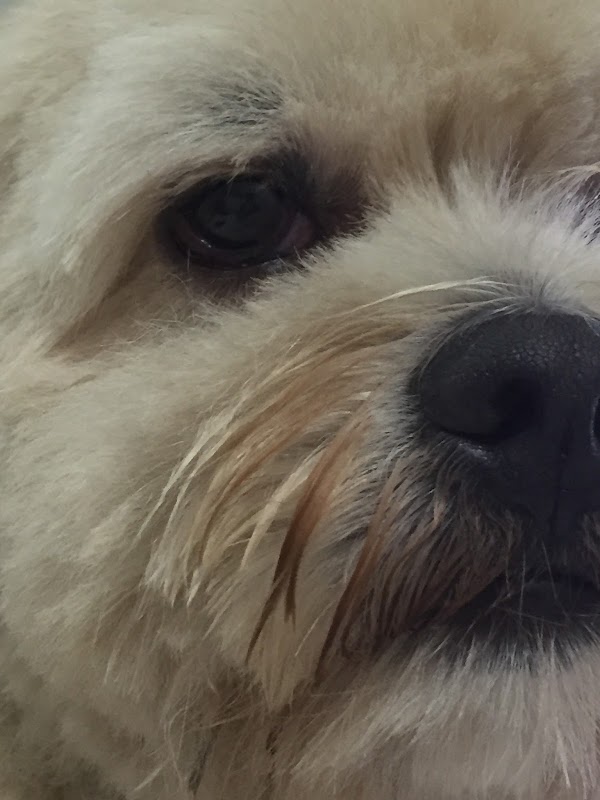 Alvorada Pet Shop - Pet Shop em Centro, Guarulhos/SP - Foto 5