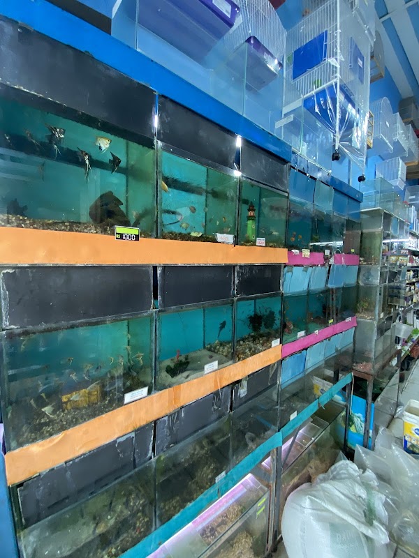 Rose Face - Pet Shop em Centro, Guarulhos/SP - Foto 4