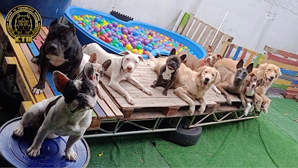 CTD - Centro de treinamento canino