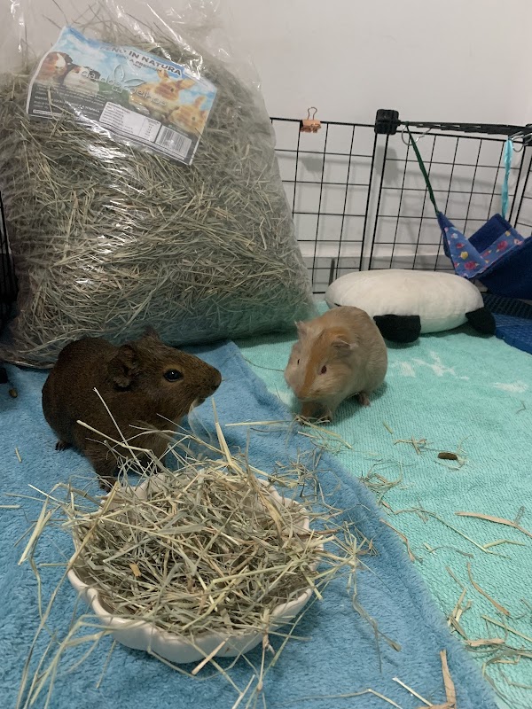 Dog's Day - Guarulhos - Pet Shop em Gopoúva, Guarulhos/SP - Foto 4