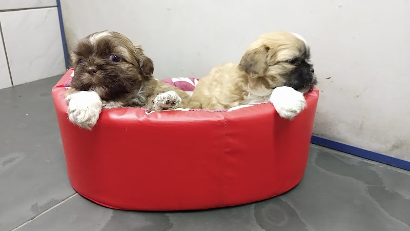 Snoopy Dog - Pet Shop em Macedo, Guarulhos/SP - Foto 2