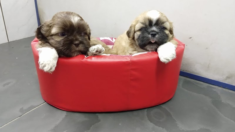 Snoopy Dog - Pet Shop em Macedo, Guarulhos/SP - Foto 4