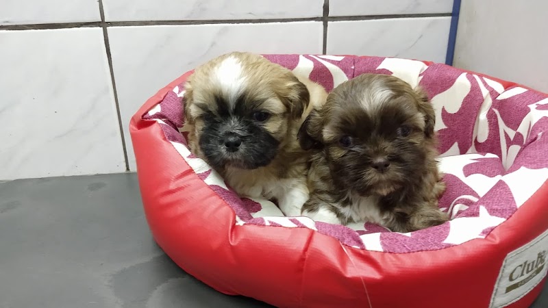 Foto 6 de Snoopy Dog